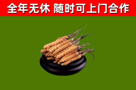 谷城县回收散虫草