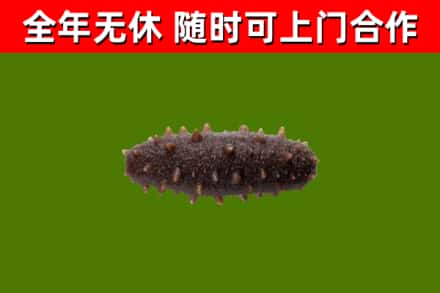 谷城县回收海参干
